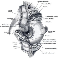 Liberando los párpados.