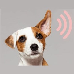 NTR Podcastprijs 2019