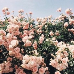 🌹🌷🌹🌷🌹🌷🌹🌷