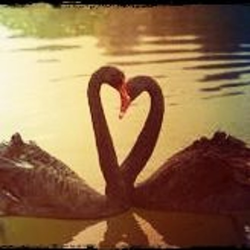 Flying With  Black Swans-EP version