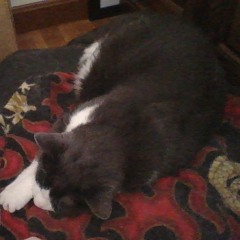 i love your so fricken much