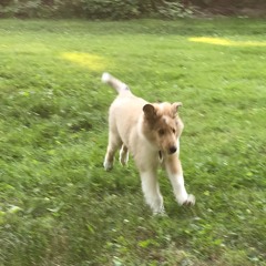 kemal