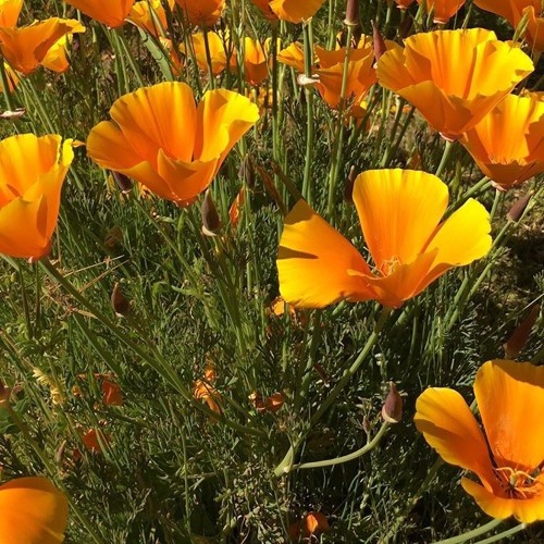 PURPOSE BY 1N1 Instrumental: "Domestic Policy" by Jee Juh