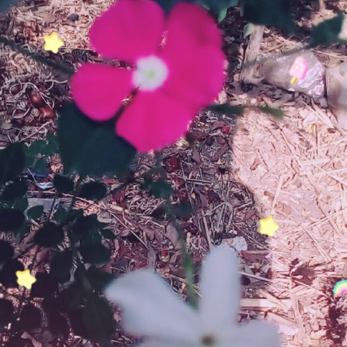 قطوف من حدائق الايمان