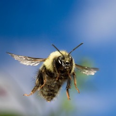 Remix of "Flight of the Bumblebee"