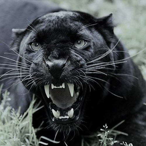 Stream Switch Test (type beat) by Funky P Listen online for free on