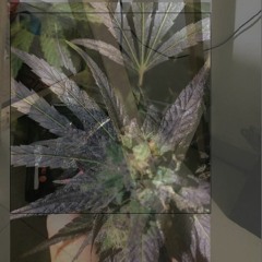 Maikin