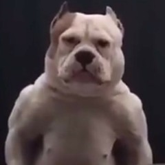 Tko & King ak - rolling out