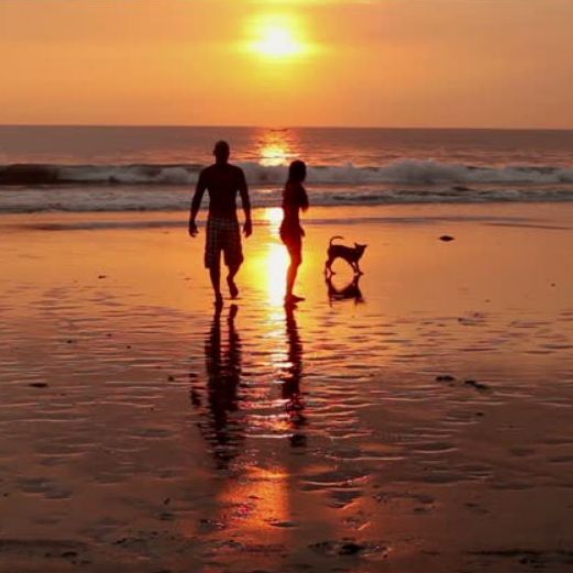 Audiostrobe - DJHDD Walking Dog On Beach