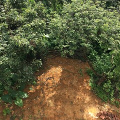 Caterina Barbieri - Arrows of Time X Marge Monko - Dear D X GIL - dustgreen