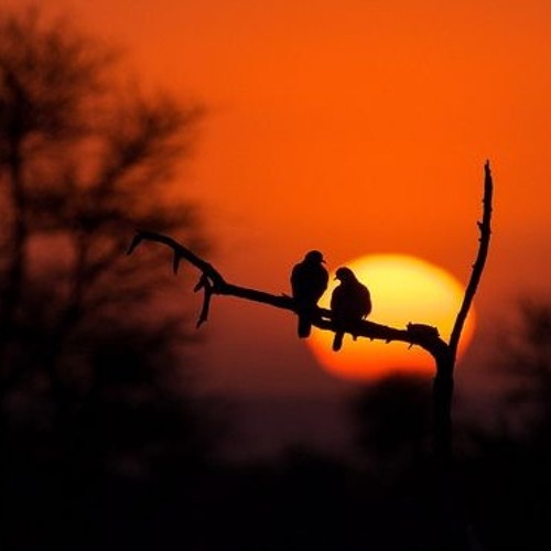 لو كانَ لي قلبان لعشت بواحدٍ - قيس ابن الملوح