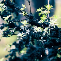 Black Moss