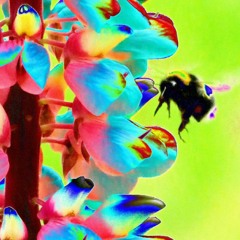 *+Oneshot Bumblebee`*