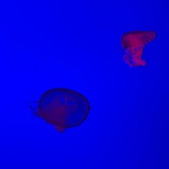 Oluwaferanmi (feat. LV.1213)