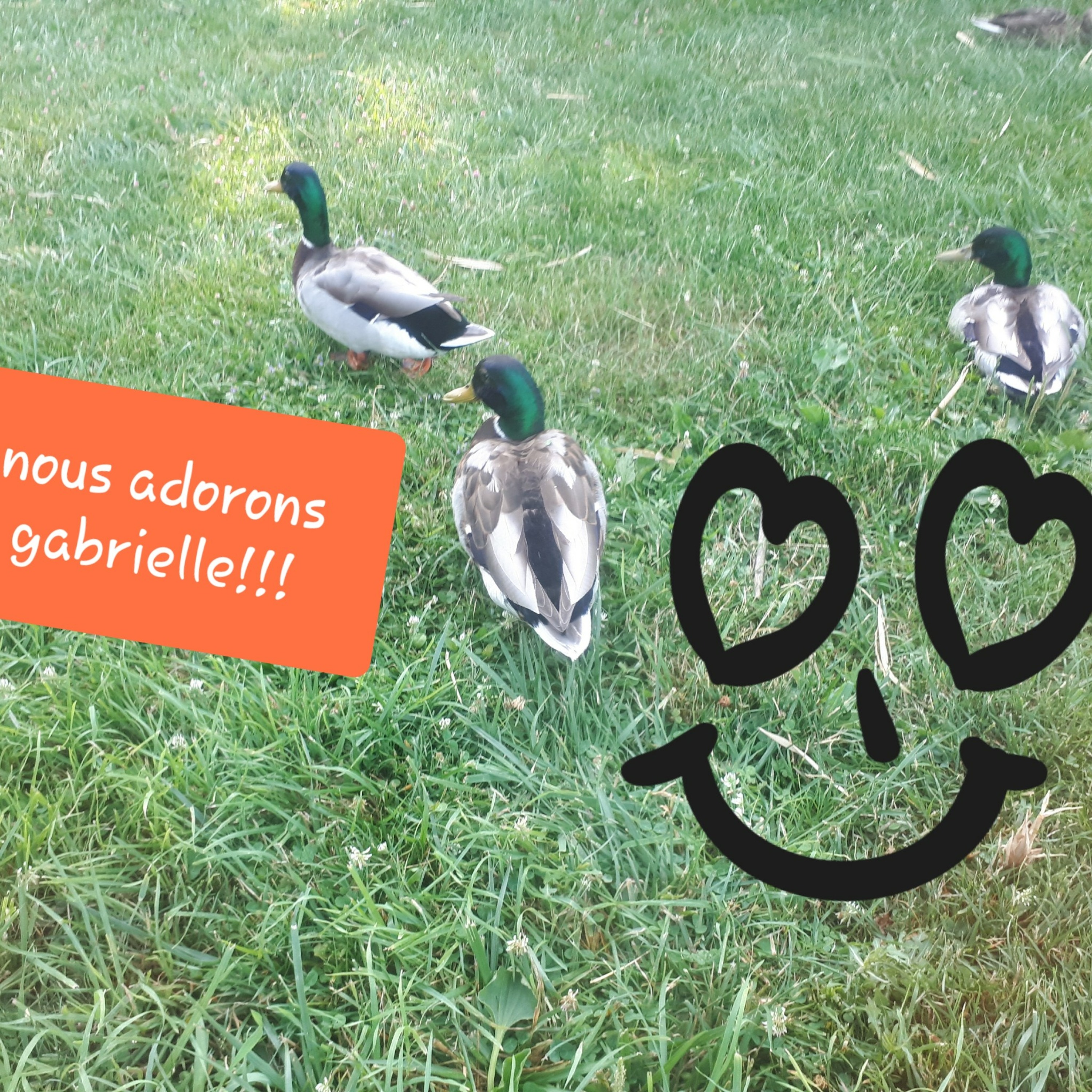 La mare aux canards
