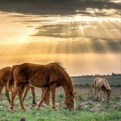 מושיקו מור - זאב בודד חדשש!!