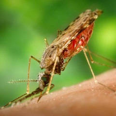 Sting operation: Dr. Neta Regev-Rudski talks to WeizmannVoices on finding a cure for malaria