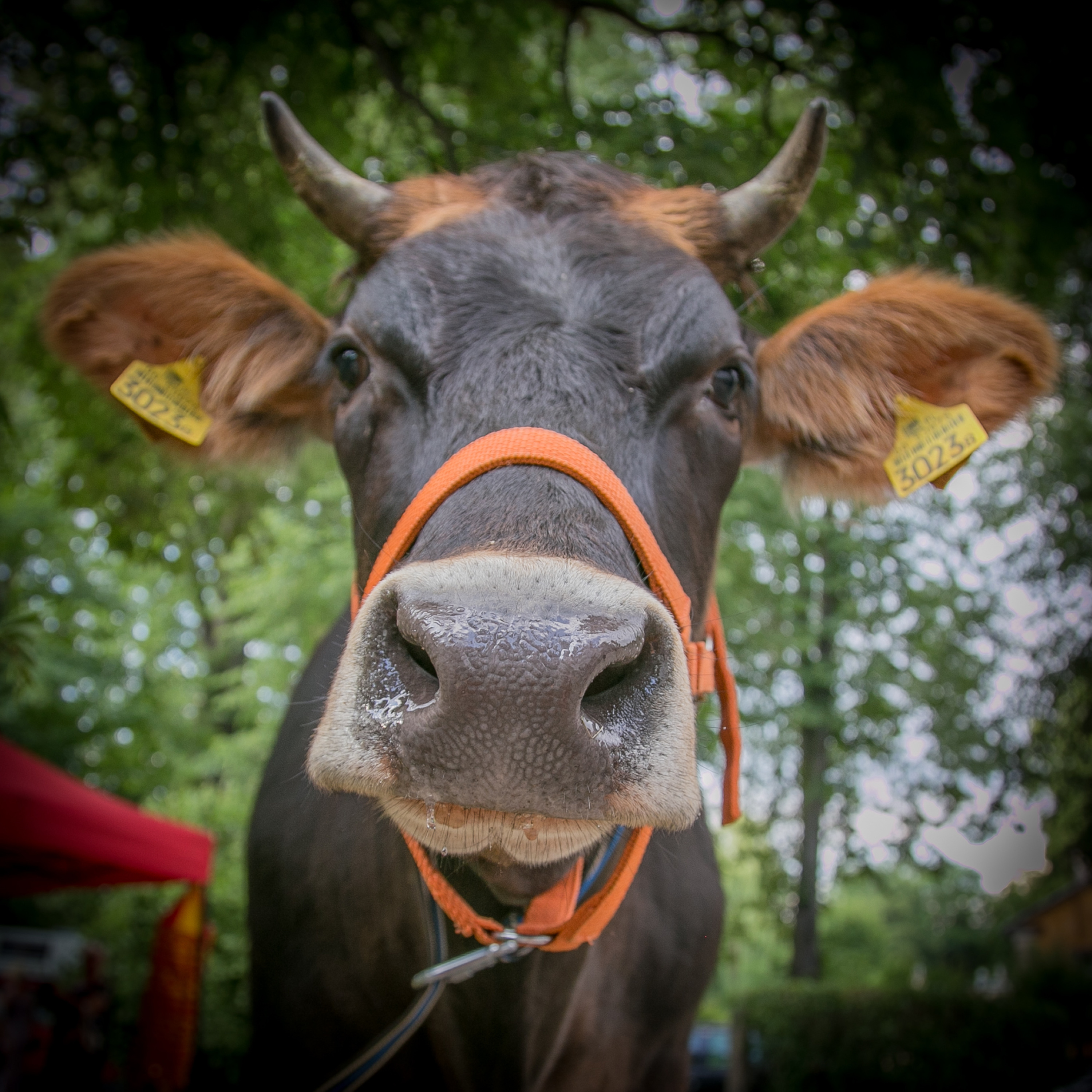 Keeping cows in the centre episode artwork