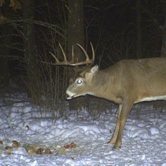 spit&josiahtheworst- like me