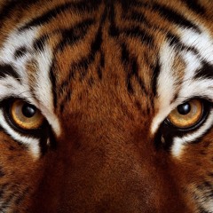 DJ noDJ - Tiger (My Boy Elroy Remix)