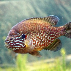 The Return of J-Mac (featuring ASAP Good Student)