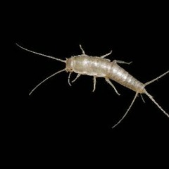 silverfish