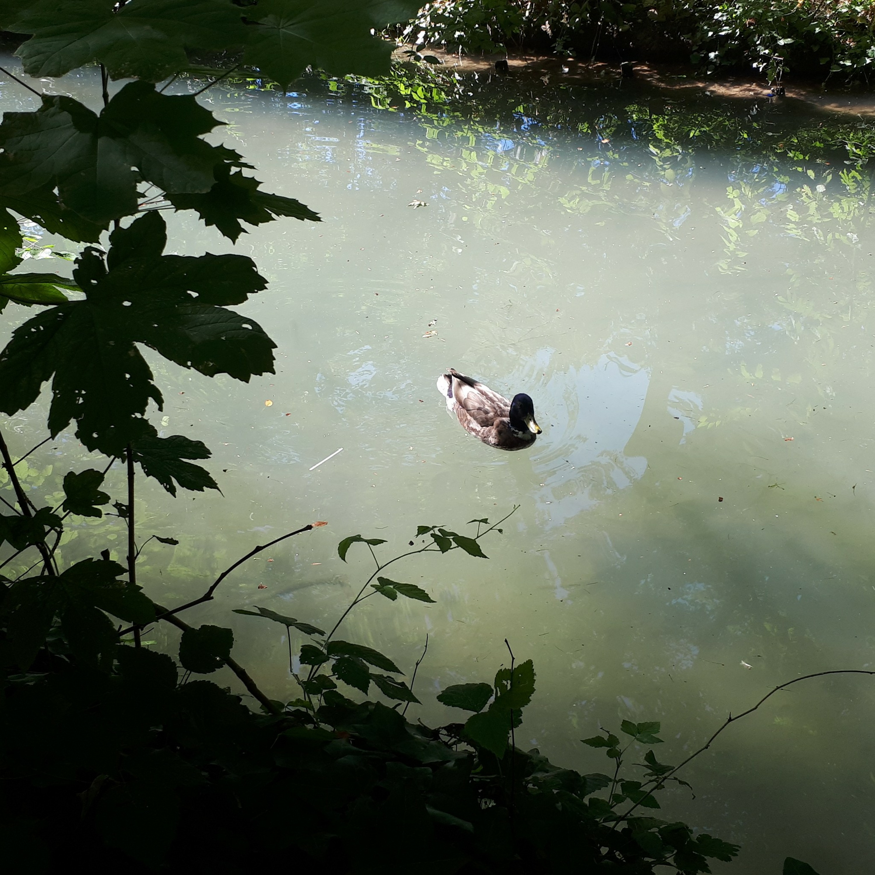 La mare aux canards