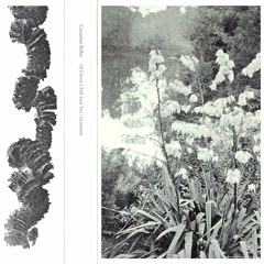 Canadian Rifles - Of Course I Still Love You