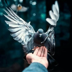 وما لي أدعي أني وفيٌّ      ولستُ مشاركاً لكَ في بلاكَا                                       ويا خجلي إذا قالوا محبٌّ  ولم أنفعكَ في خطبٍ أتاكَا  💜