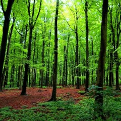 The Forest has many Trees. . .