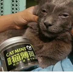 Bus driver Freestyle