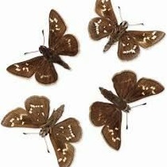 Butterfly Doors (Prod.Chevpy)