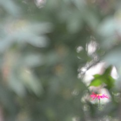 From the Morning (Nick Drake cover)