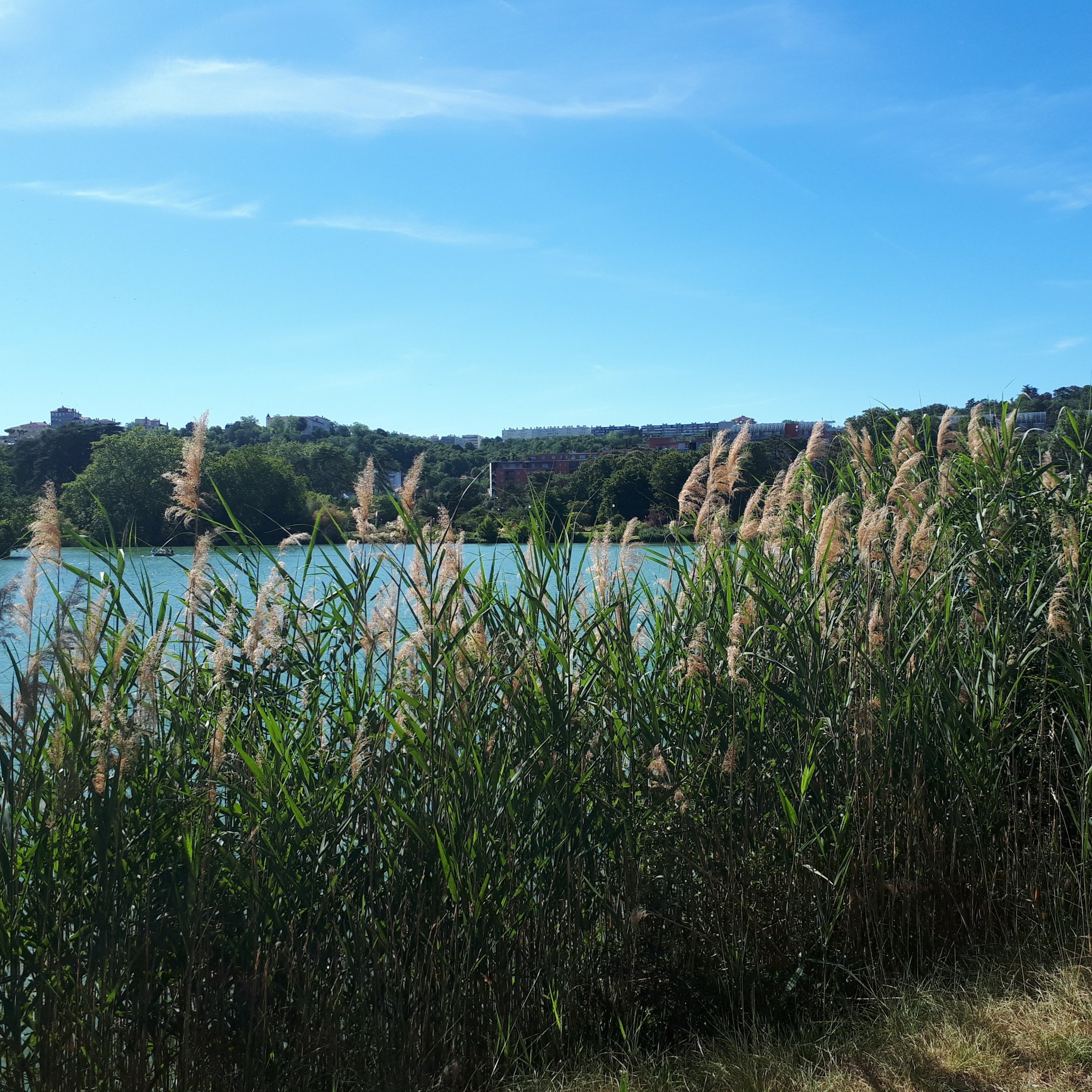 La mare aux canards