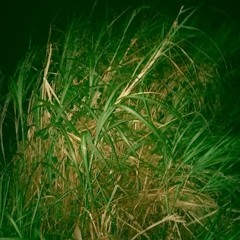 Sugartown (Original)