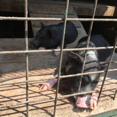 ヤングアダルト