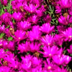 Trapped In My Feels Vol 1