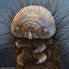 in to the wild/minimix/snow