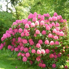 Blood Lily