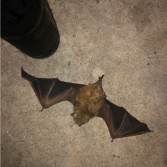 ANIMUS x DIVBLX97. - DeathTrap3000 (prod. JATCE)