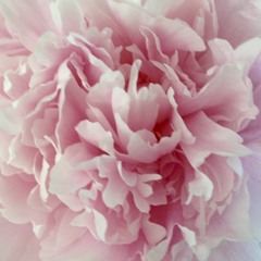 Audio Beseeltes Sein