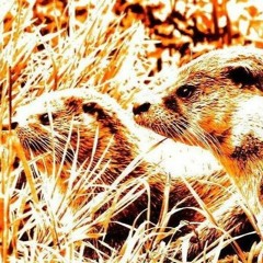 The Otterworld