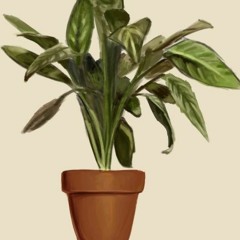 Aesthetics - Clarinet Version 2.0.1 - Ömer Taraklı