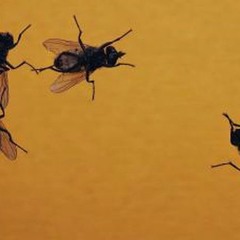 Everything Beautiful