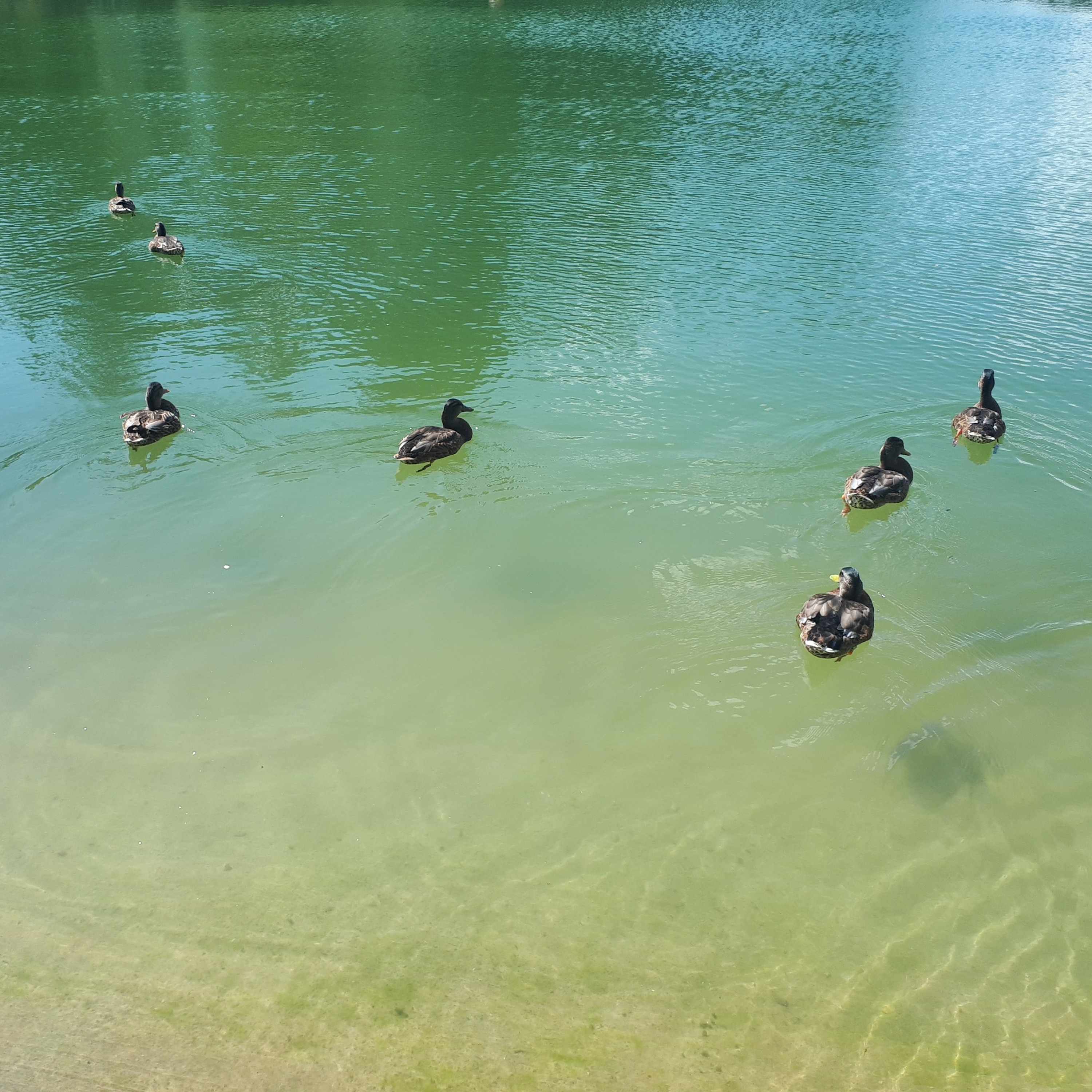 La mare aux canards