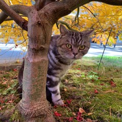 1 - 2 Ho For The Open Country