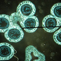 Stream Daddy Would You Like Some Sausage Terrible Remix By ron Essary Listen Online For Free On Soundcloud