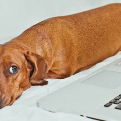 procrastinating in portland.