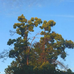 𝙨𝙚𝙚𝙙𝙚𝙖𝙡𝙚𝙧 [𝘫𝘢𝘸𝘴𝘩𝘵𝘩𝘦𝘣𝘶𝘭𝘭𝘺 𝘹 𝘭𝘪𝘢𝘮 𝘫𝘢𝘤𝘬𝘴𝘰𝘯]