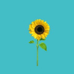 ( Sunflower ) prod. Dee Bee